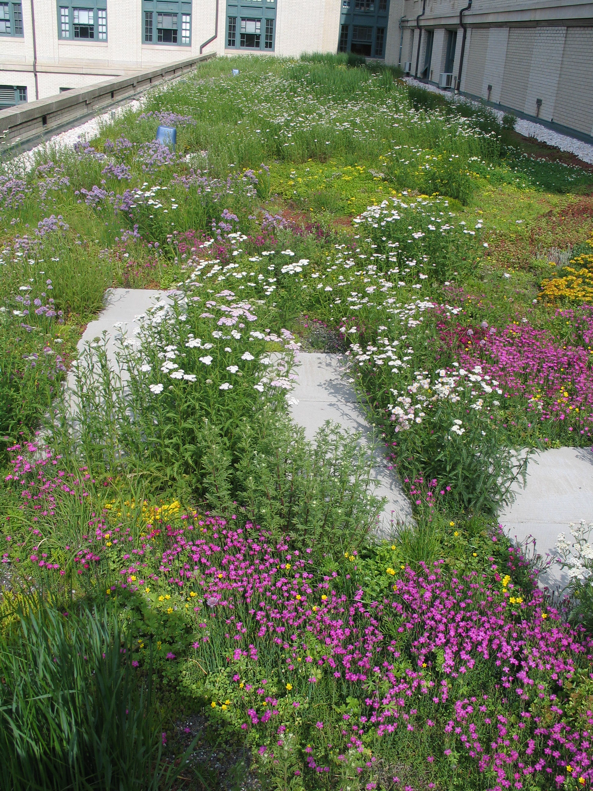 GreenRoof_3